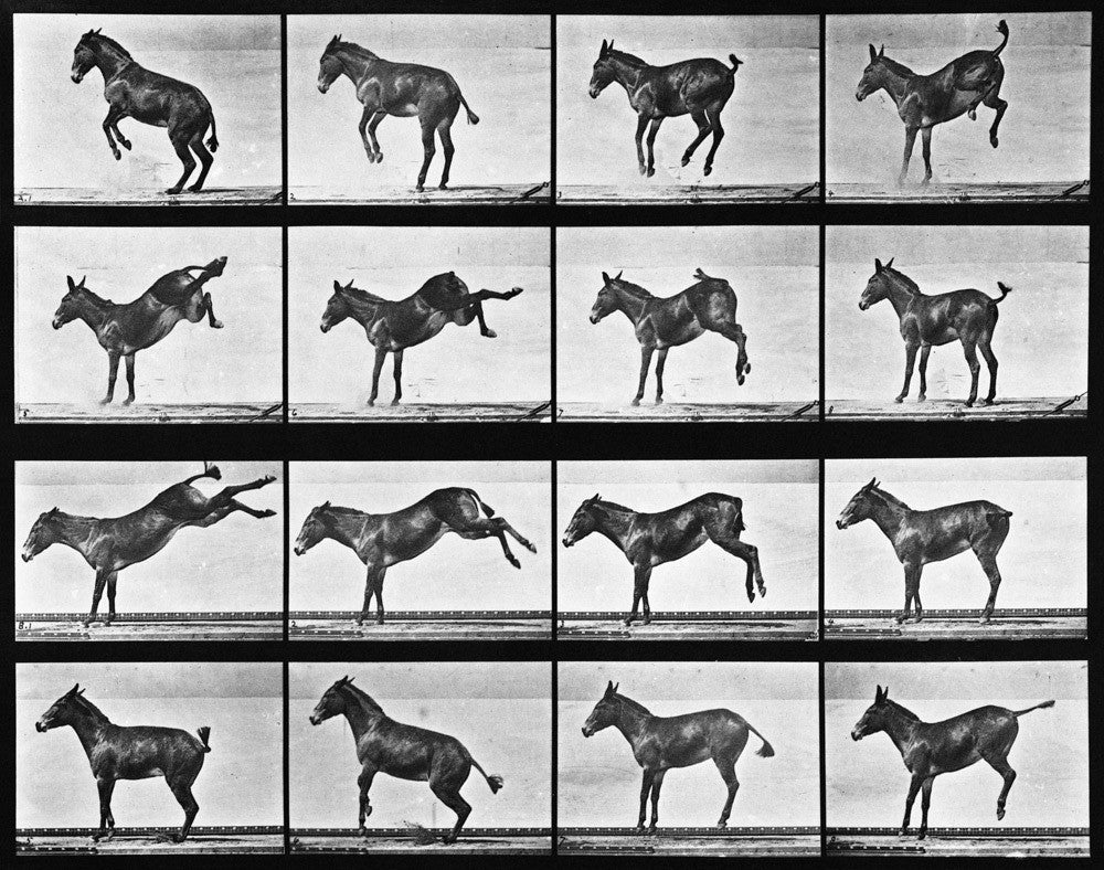 マイブリッジ　Human and Animal Locomotion Eadweard Muybridge | Animal Locomotion. An Electro