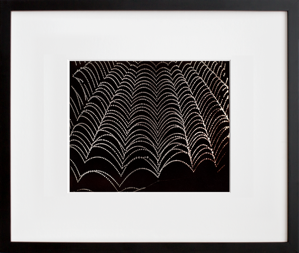 Dew on a spider web in a black frame
