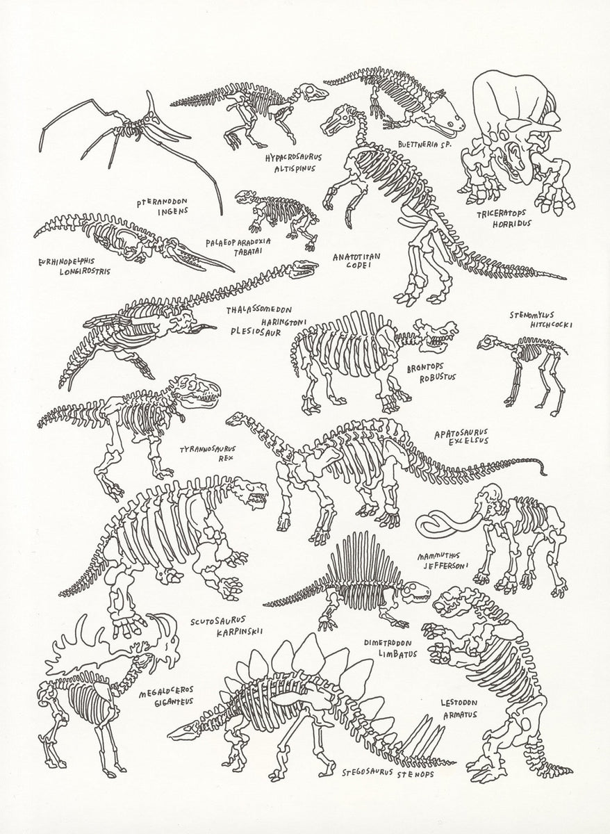 Jason polan s dinosaurs at the american museum of natural history