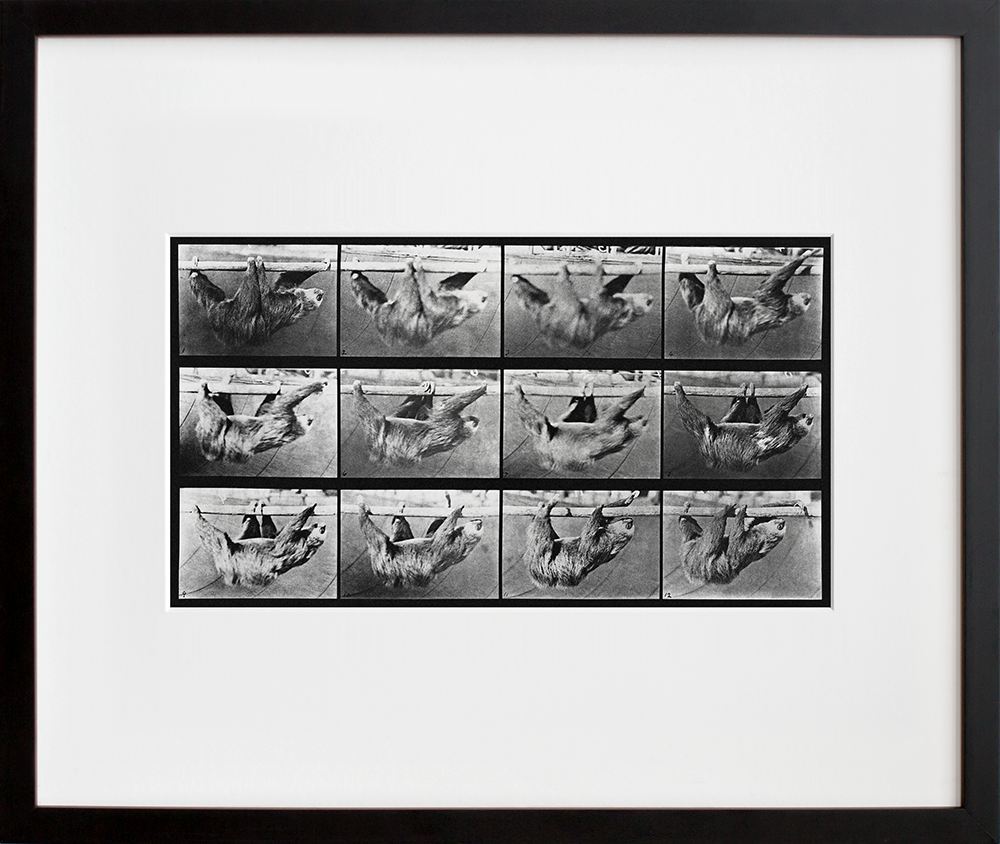 Animal Locomotion: Plate 750 (Sloth) in a black frame