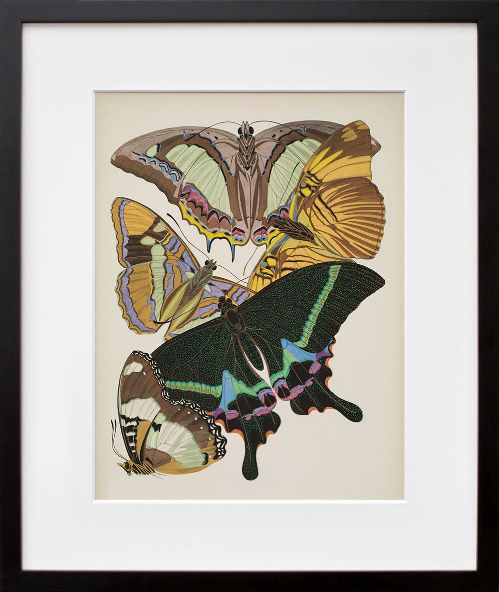 Papillons, Plate 8 in a black frame