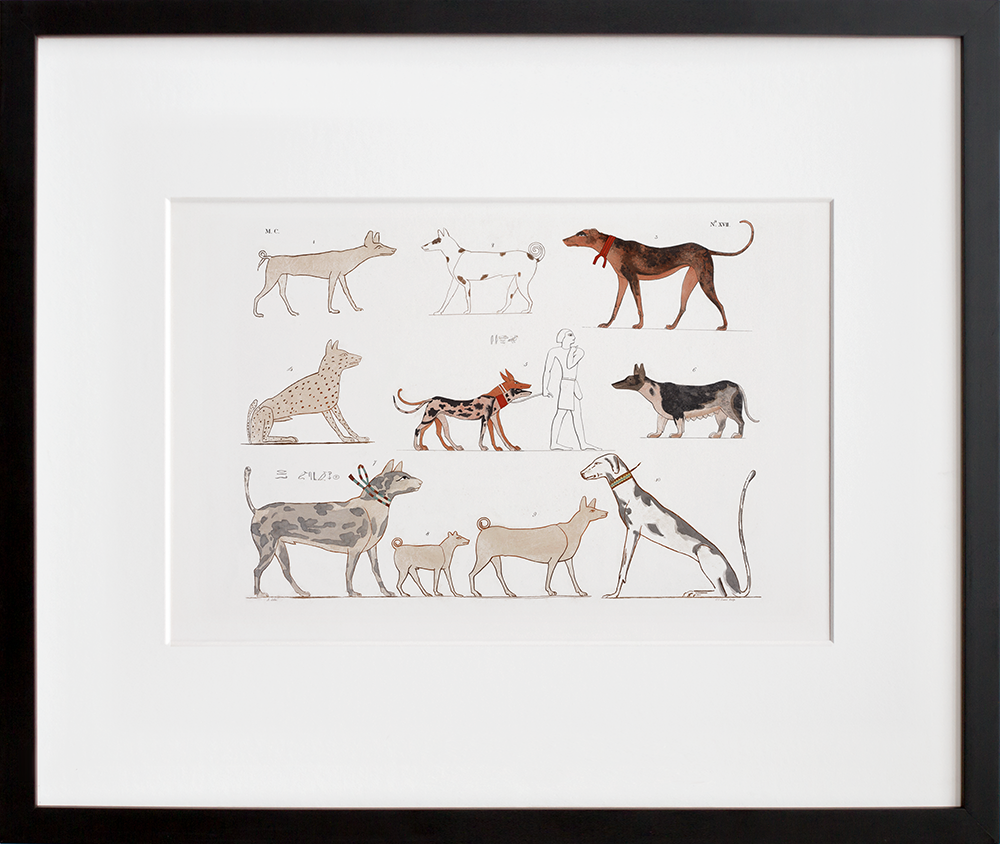 Varie specie di cani in a black frame
