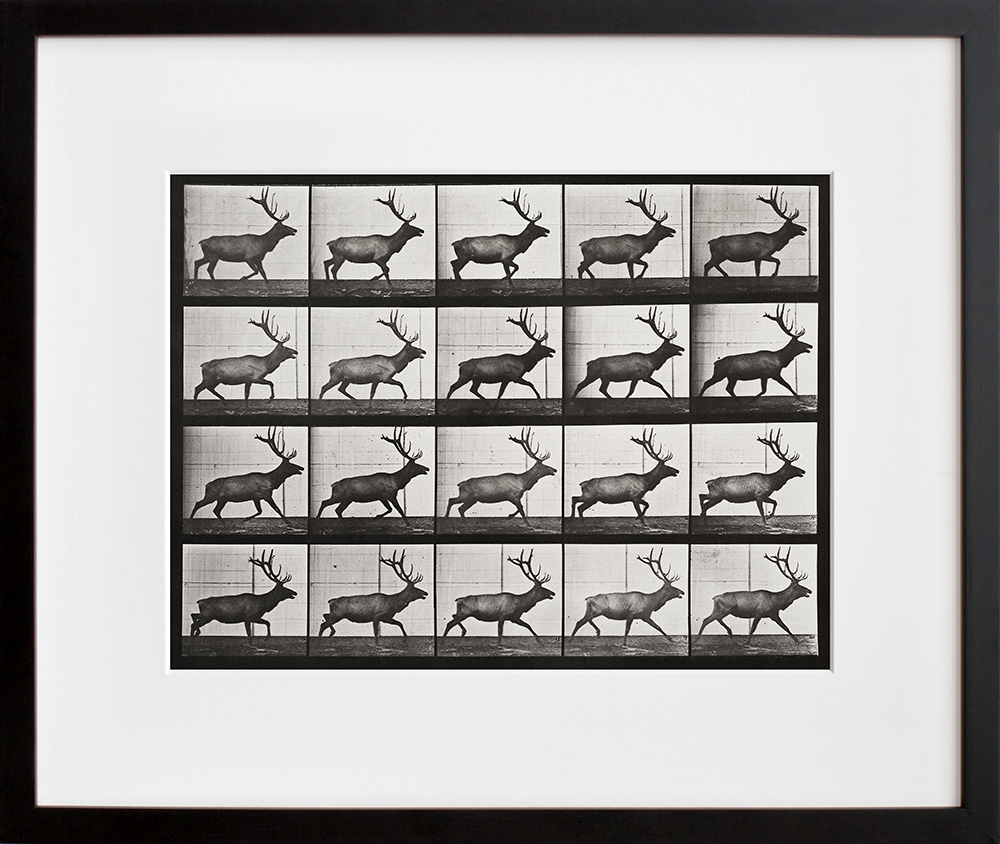 Animal Locomotion: Plate 692 (Elk; trotting) in a black frame