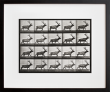 Animal Locomotion: Plate 692 (Elk; trotting)