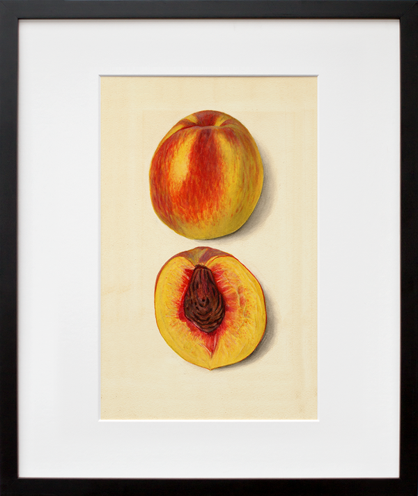 Prunus persica: J.H. Hale