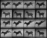 Animal Locomotion: Plate 658 (Mule) (2012)