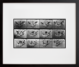 Animal Locomotion: Plate 750 (Sloth) (Final Sale)