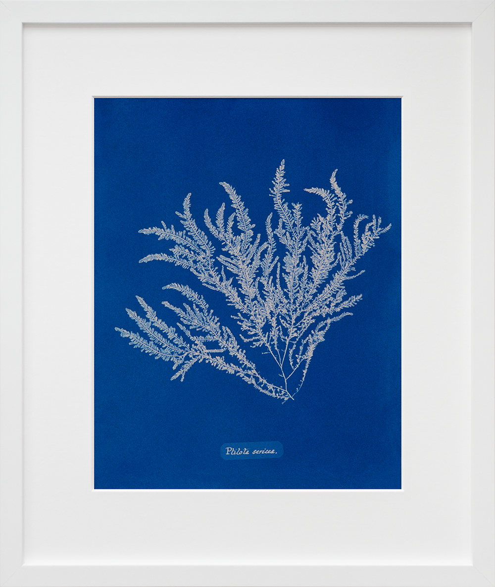 Ptilota sericea in a white frame