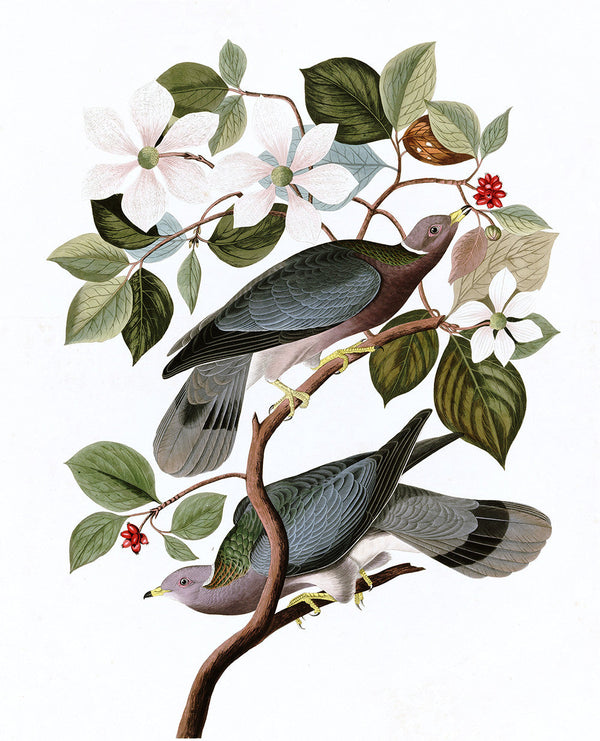 Plate 367: Band-tailed Pigeon (Final Sale)