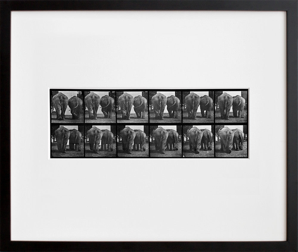 Animal Locomotion: Plate 735 (Elephant) in a black frame
