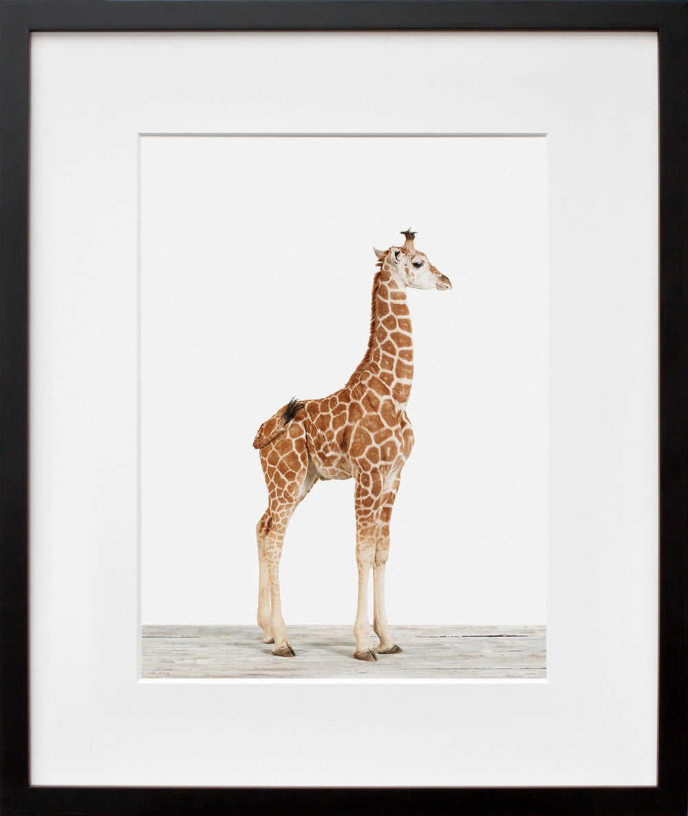 Baby Giraffe No. 5 in a black frame