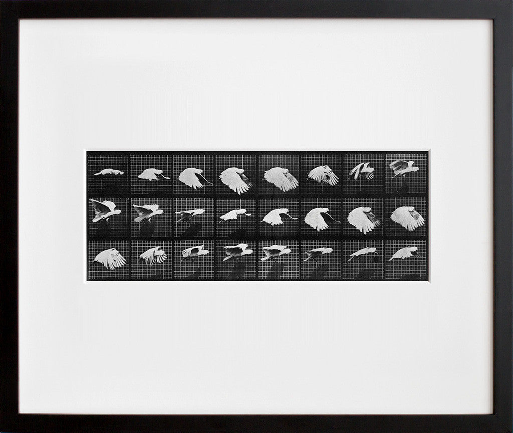 Animal Locomotion: Plate 759 (Bird) in a black frame