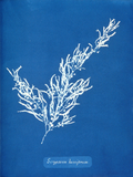 Sargassum Bacciferum