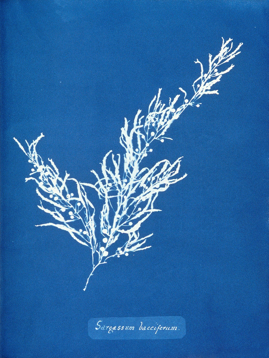 Sargassum Bacciferum
