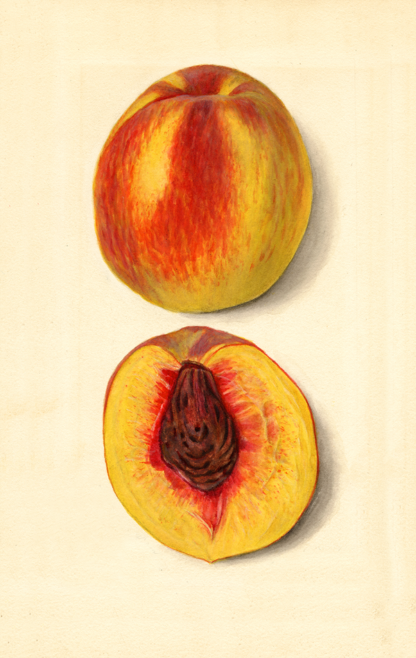 Prunus persica: J.H. Hale
