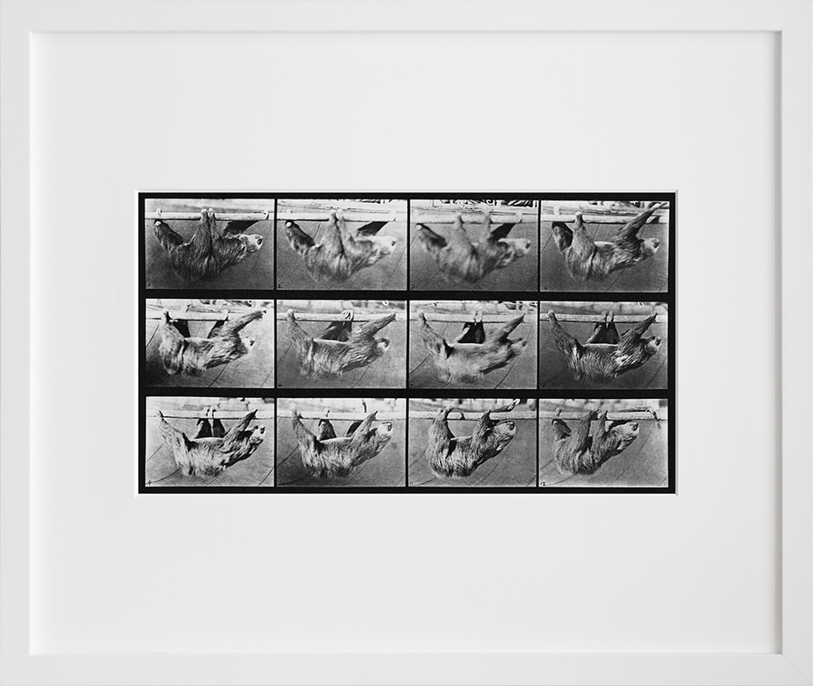 Animal Locomotion: Plate 750 (Sloth)