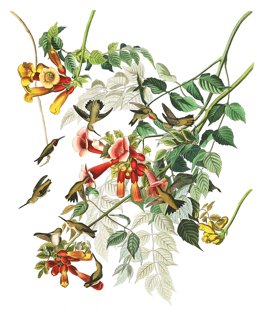 Plate 47: Ruby-Throated Hummingbird