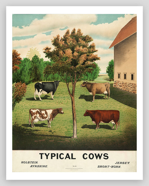 Typical Cows