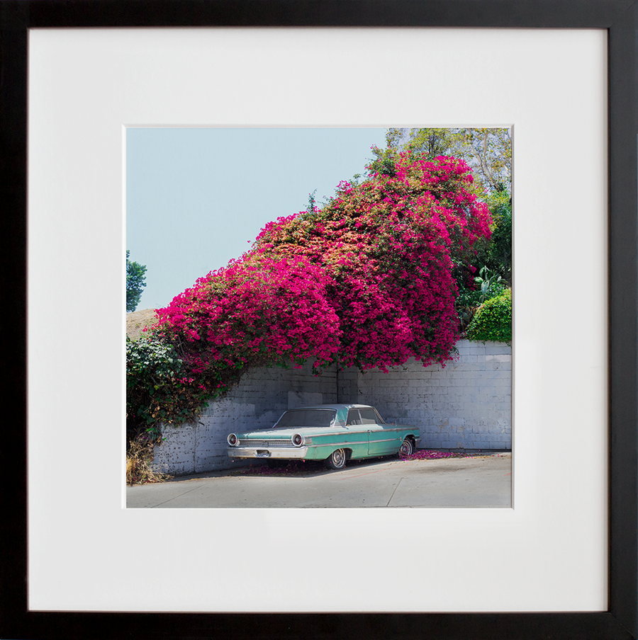 Bougainvillea Galaxie