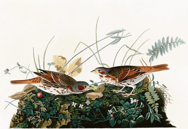 Plate 108: Fox-coloured Sparrow (Final Sale)