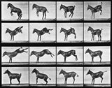 Animal Locomotion: Plate 659 (Mule)