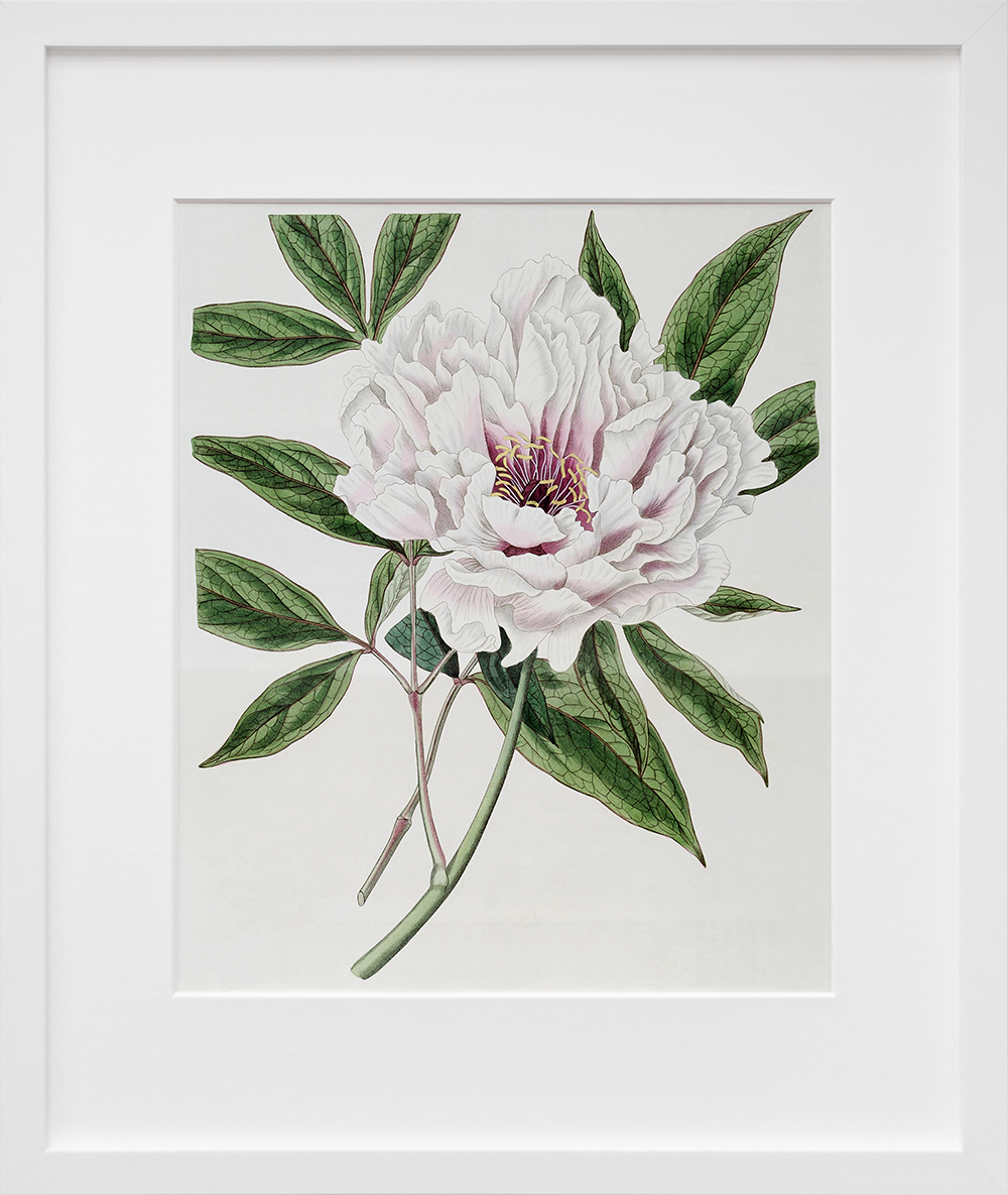 Semi-Double Tree Peony in a white frame