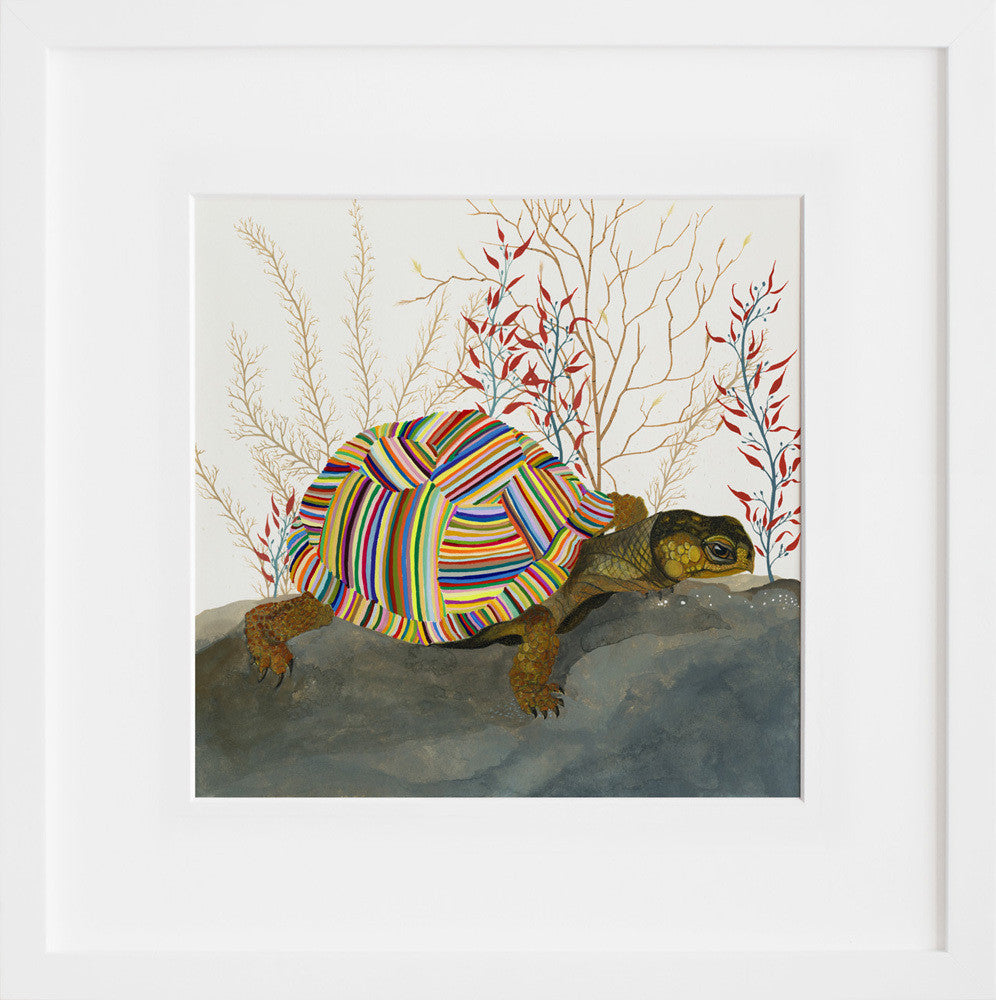 The Tortoise in a white frame