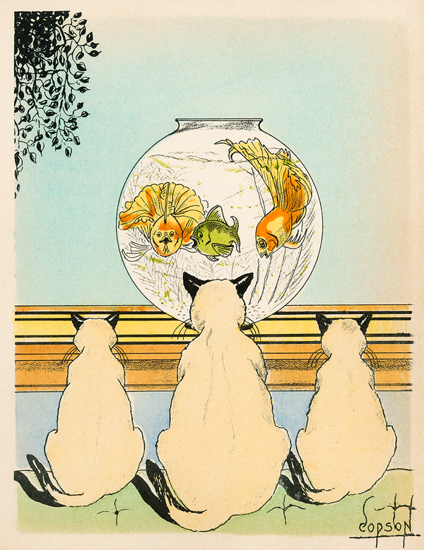 Three cats watching fish in an aquarium