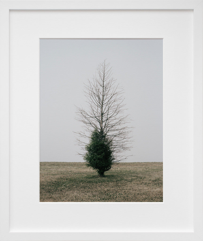 Belmont Harbor Tree II, Chicago in a white frame